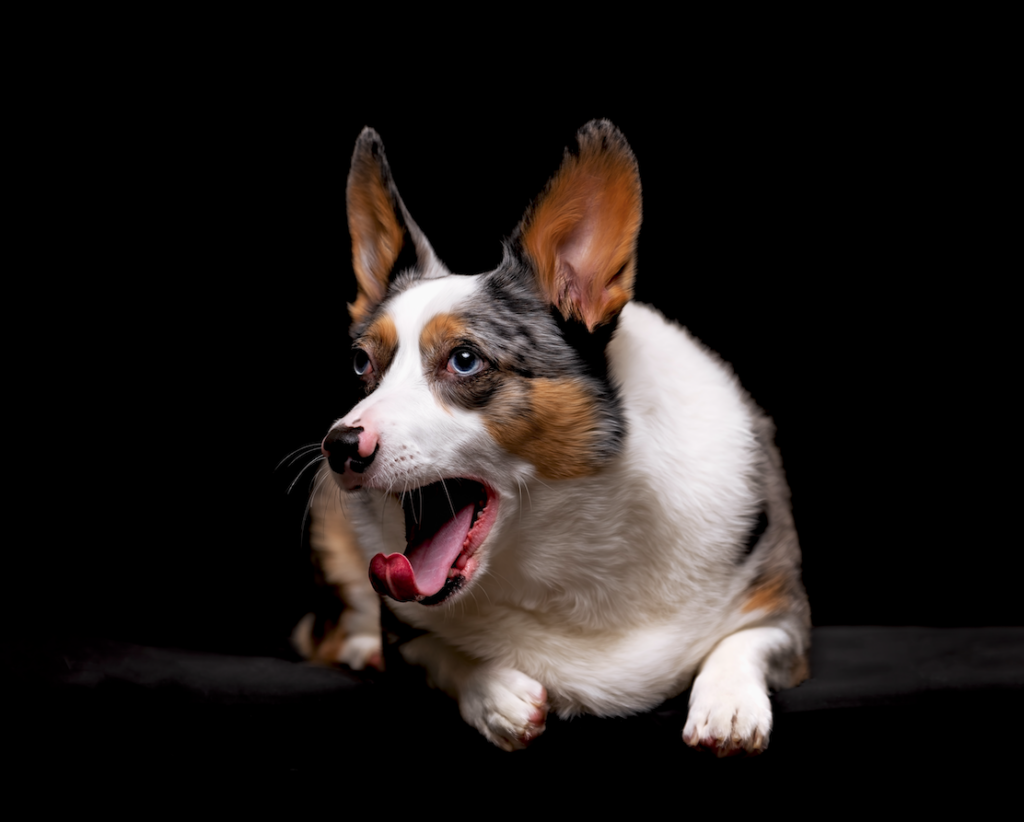 Relaxed dog during studio portrait session. 